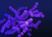 Hantavirus Memang Lebih Mematikan dari Corona,Tetapi..